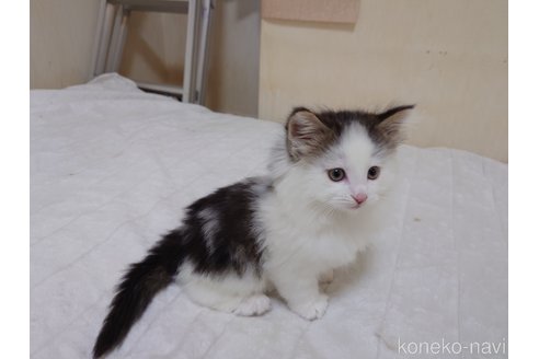 販売中の埼玉県のノルウェージャンフォレストキャット-113381の3枚目